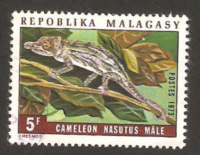 camaleon