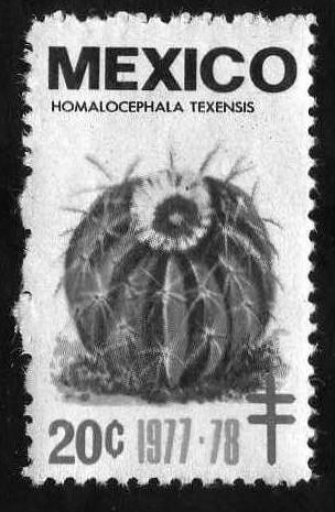 Homalocephala Texensis - 20c