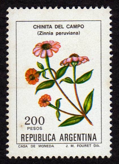 Zinnia Peruviana