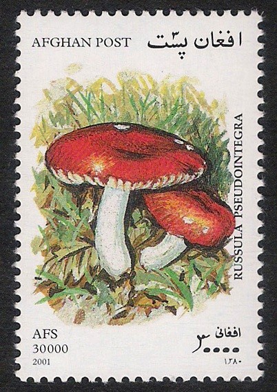 SETAS-HONGOS: 1.100.052,00-Russula pseudointegra