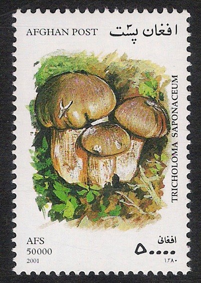 SETAS-HONGOS: 1.100.054,00-Tricholoma saponaceum