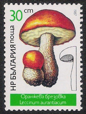 SETAS-HONGOS: 1.120.023,00-Leccinum aurantiacum