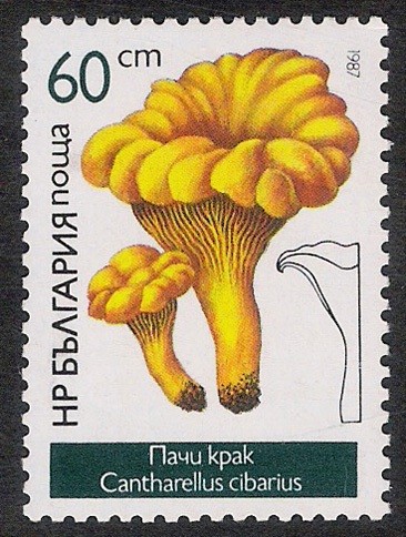 SETAS-HONGOS: 1.120.026,00-Cantharellus cibarius