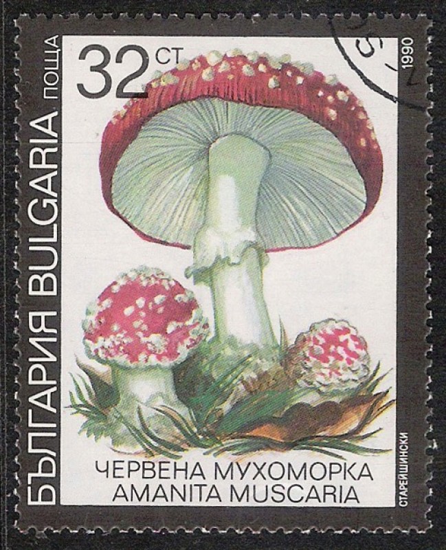 SETAS-HONGOS: 1.120.034,00-Amanita muscaria