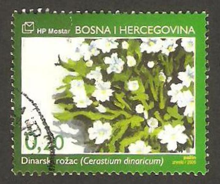 flora, cerastium dinaricum