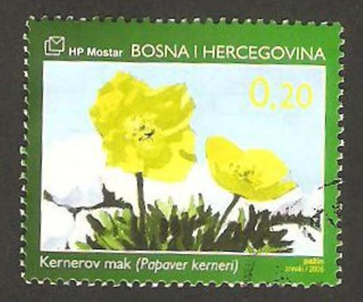 flora, papaver kerneri