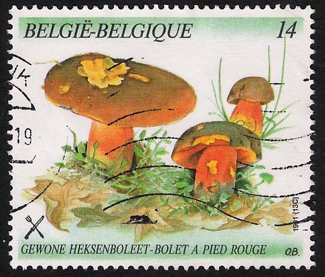 SETAS-HONGOS: 1.112.013,00-Boletus miniatoporus - 