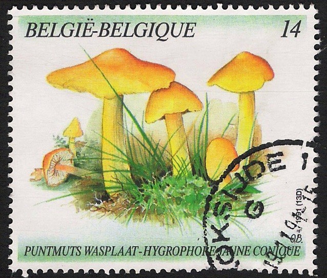 SETAS-HONGOS: 1.112.014,00-Hygrocybe persistens - 