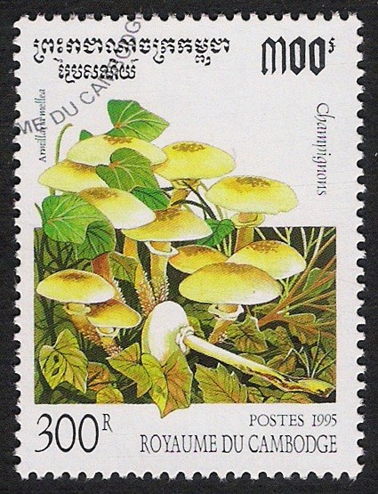 SETAS-HONGOS: 1.124.013,00-Armillaria melle