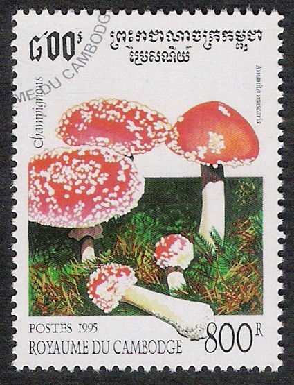 SETAS-HONGOS: 1.124.015,00-Amanita muscaria