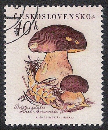 SETAS-HONGOS: 1.137.002,00-Boletus edulis