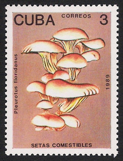 SETAS-HONGOS: 1.134.012,00-Pleurotus floridanus