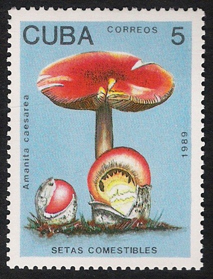 SETAS-HONGOS: 1.134.013,00-Amanita caesarea