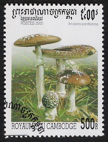 SETAS-HONGOS: 1.124.042,00-Amanita pantherina