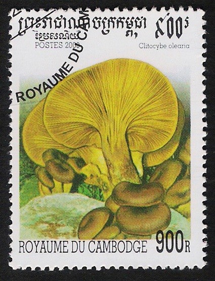 SETAS-HONGOS: 1.124.043,00-Clitocybe oleana