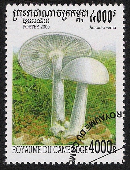 SETAS-HONGOS: 1.124.046,00-Amanita verna