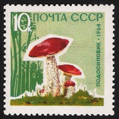 SETAS:231.204  Leccinum aurantiacum