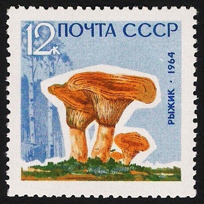 SETAS:231.205  Lactarius deliciosus