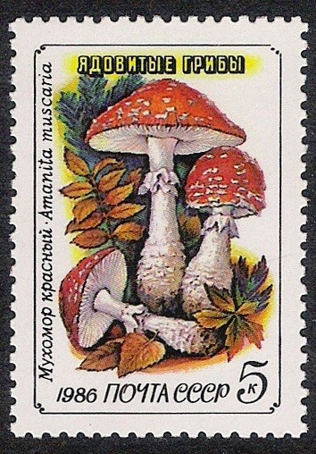 SETAS:231.221  Amanita muscaria