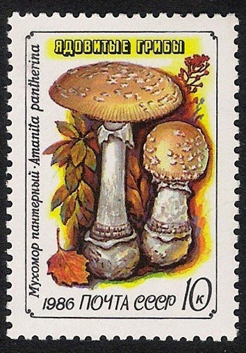 SETAS:231.222  Amanita pantherina