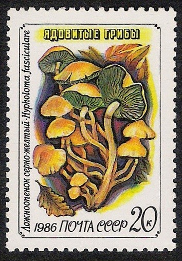 SETAS:231.224  Hypholoma fasciculare