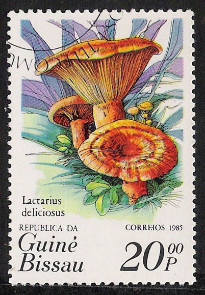 SETAS-HONGOS: 1.161.0004,00-Lactarius deliciosus