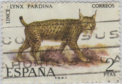 fauna iberica-Lince-1971