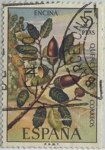 Flora-Enciana-1972