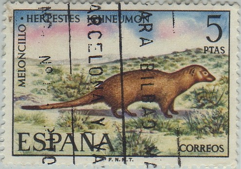 fauna iberica-meloncillo-1972