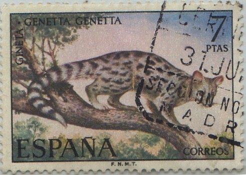 fauna iberica-Gineta-1972