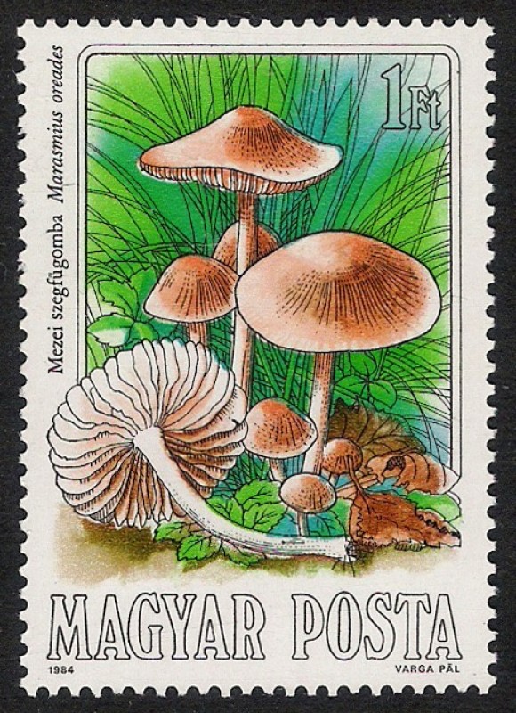 SETAS-HONGOS: 1.164.001,00-Marasmius oreades