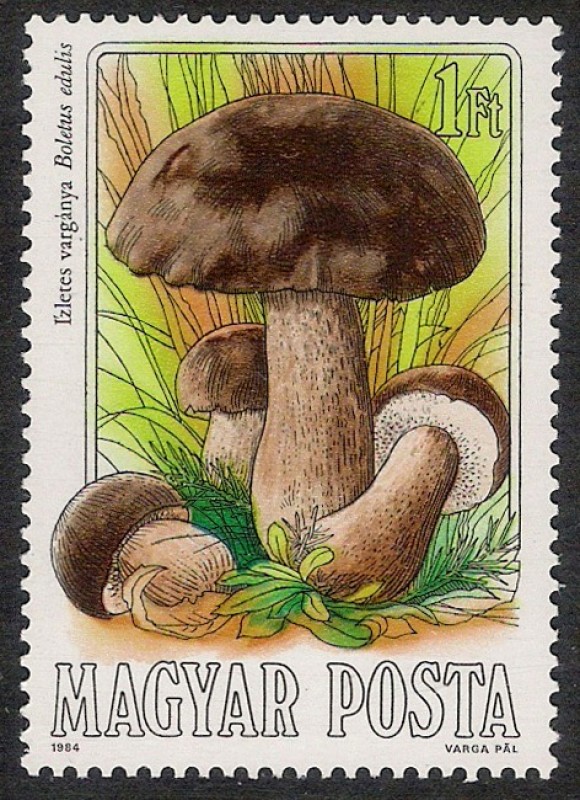 SETAS-HONGOS: 1.164.002,00-Boletus edulis