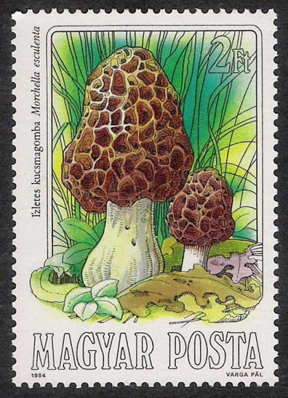 SETAS-HONGOS: 1.164.004,00-Morchella esculenta