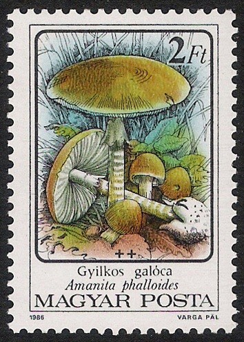 SETAS-HONGOS: 1.164.011,00-Amanita phalloides