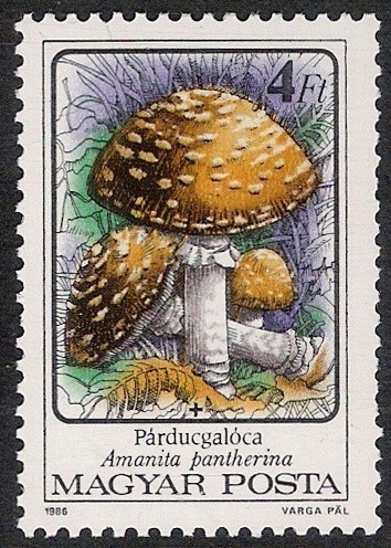 SETAS-HONGOS: 1.164.015,00-Amanita pantherina