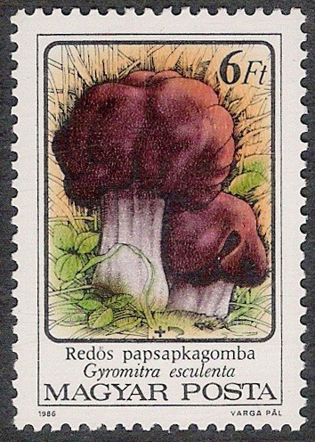 SETAS-HONGOS: 1.164.016,00-Gyromitra esculenta