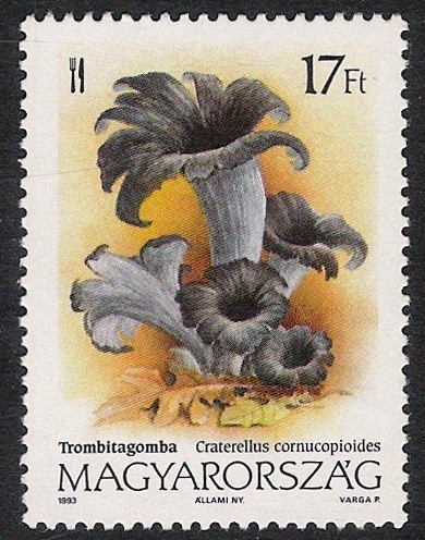 SETAS-HONGOS: 1.164.022,00-Craterellus cornucopioides