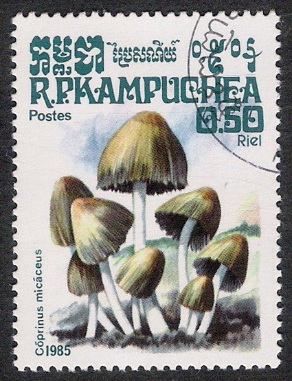 SETAS-HONGOS: 1.171.002,00-Coprinus micaceus