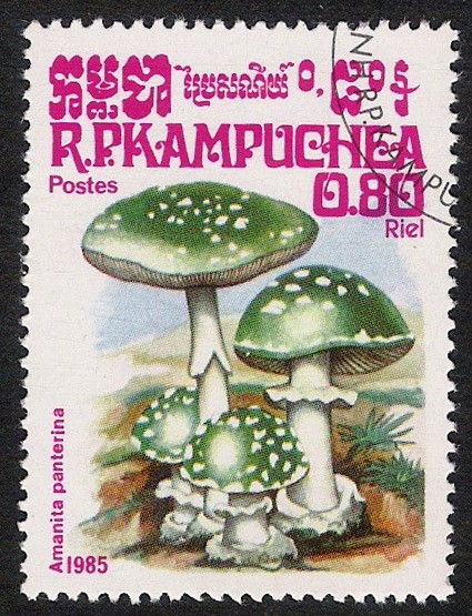 SETAS-HONGOS: 1.171.003,00-Amanita pantherina