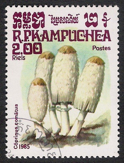 SETAS-HONGOS: 1.171.006,00-Coprinus comatus