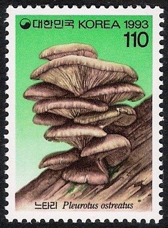 SETAS-HONGOS: 1.230.013,00-Pleurotus astreatus