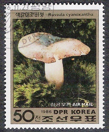 SETAS-HONGOS: 1.205.026,00-Russula cyanoxantha