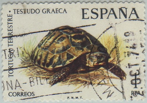 fauna hispanica-tortuga terrestre-1974