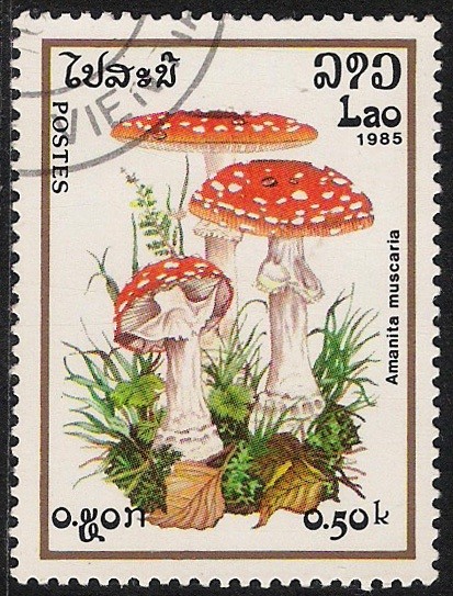 SETAS-HONGOS: 1.174.001,00-Amanita muscaria