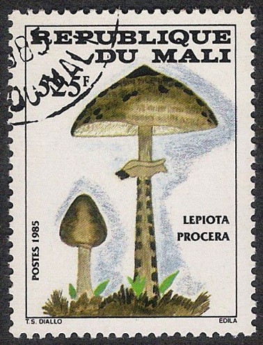 SETAS-HONGOS: 1.186.014,00-Lepiota procera