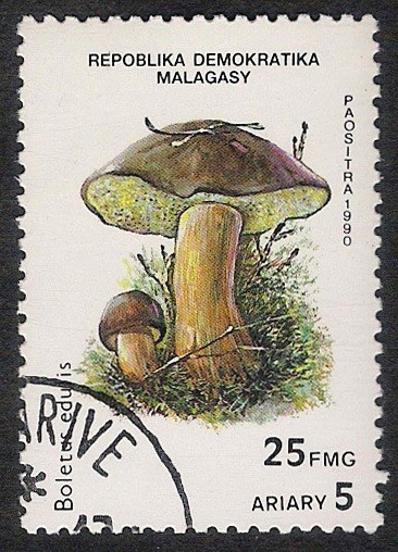 SETAS-HONGOS: 1.182.001,00-Boletus edulis