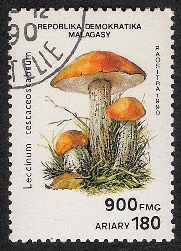 SETAS-HONGOS: 1.182.007,00-Leccinum testaceoscabrum