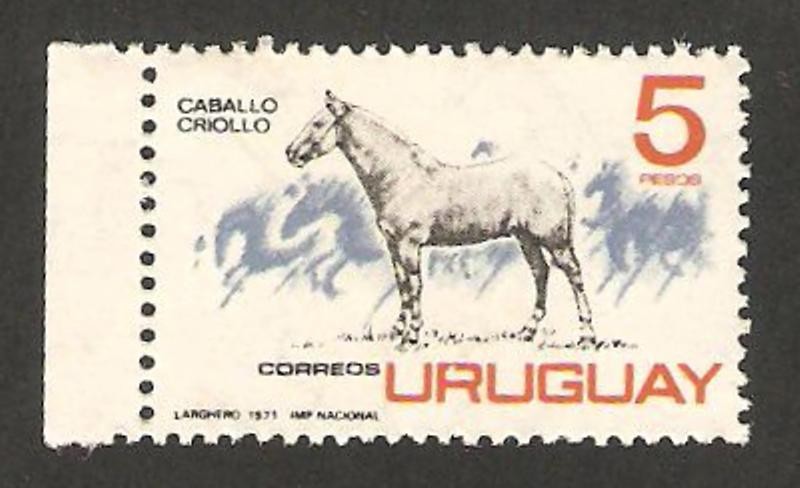 Caballo criollo