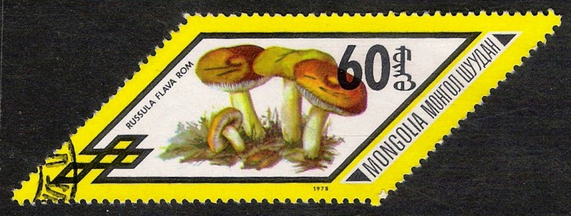 SETAS-HONGOS: 1.192.015,00-Russula flava