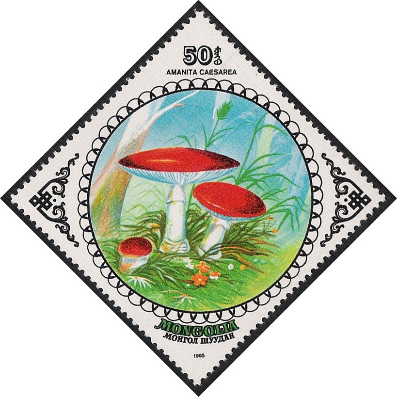 SETAS-HONGOS: 1.192.024,00-Flores, Amanita caesarea